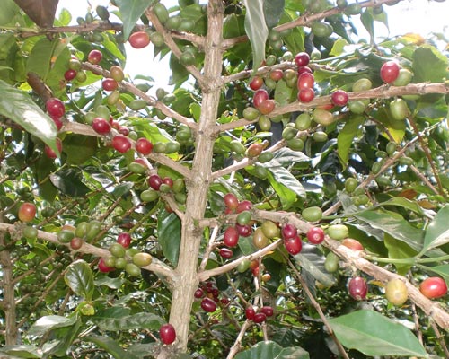 plantations of coffee and cloves