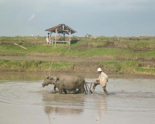 java indonesia tour packages