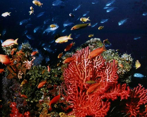 Crucero Por El Día De Lembongan