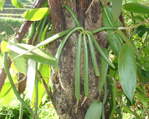 bali trekking climbing